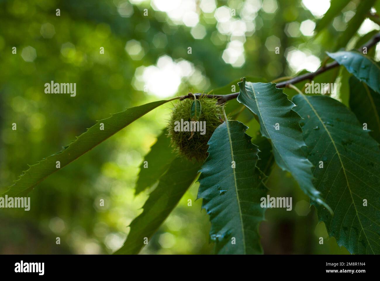 particolare riccio e foglie di castagno verde con gocce d'acqua orizzontalmente nel bosco Foto Stock