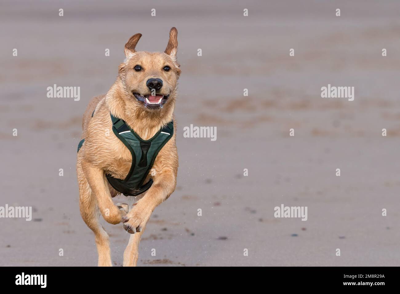 Il giovane labrador riprover gioca in spiaggia Foto Stock