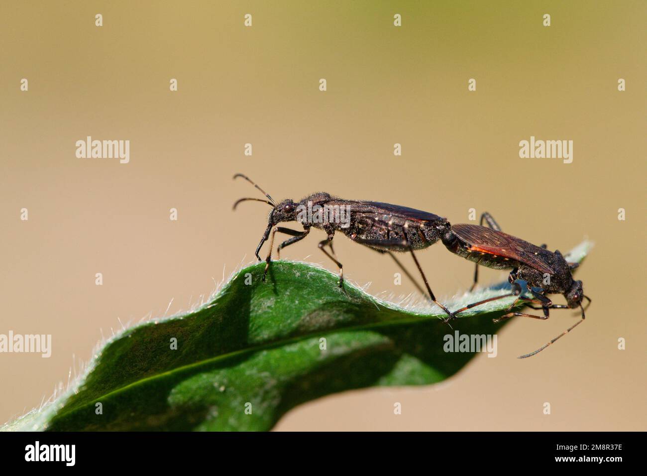 Accoppiamento di veri bug a testa larga (Alydus calcaratus) Foto Stock