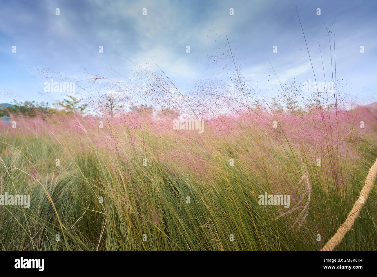 Un primo piano di hairawn muhly che cresce nel campo Foto Stock