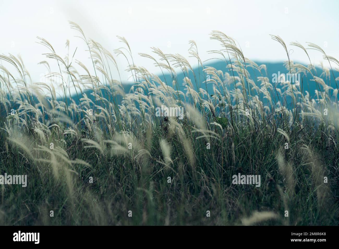 Un primo piano di hairawn muhly che cresce nel campo Foto Stock