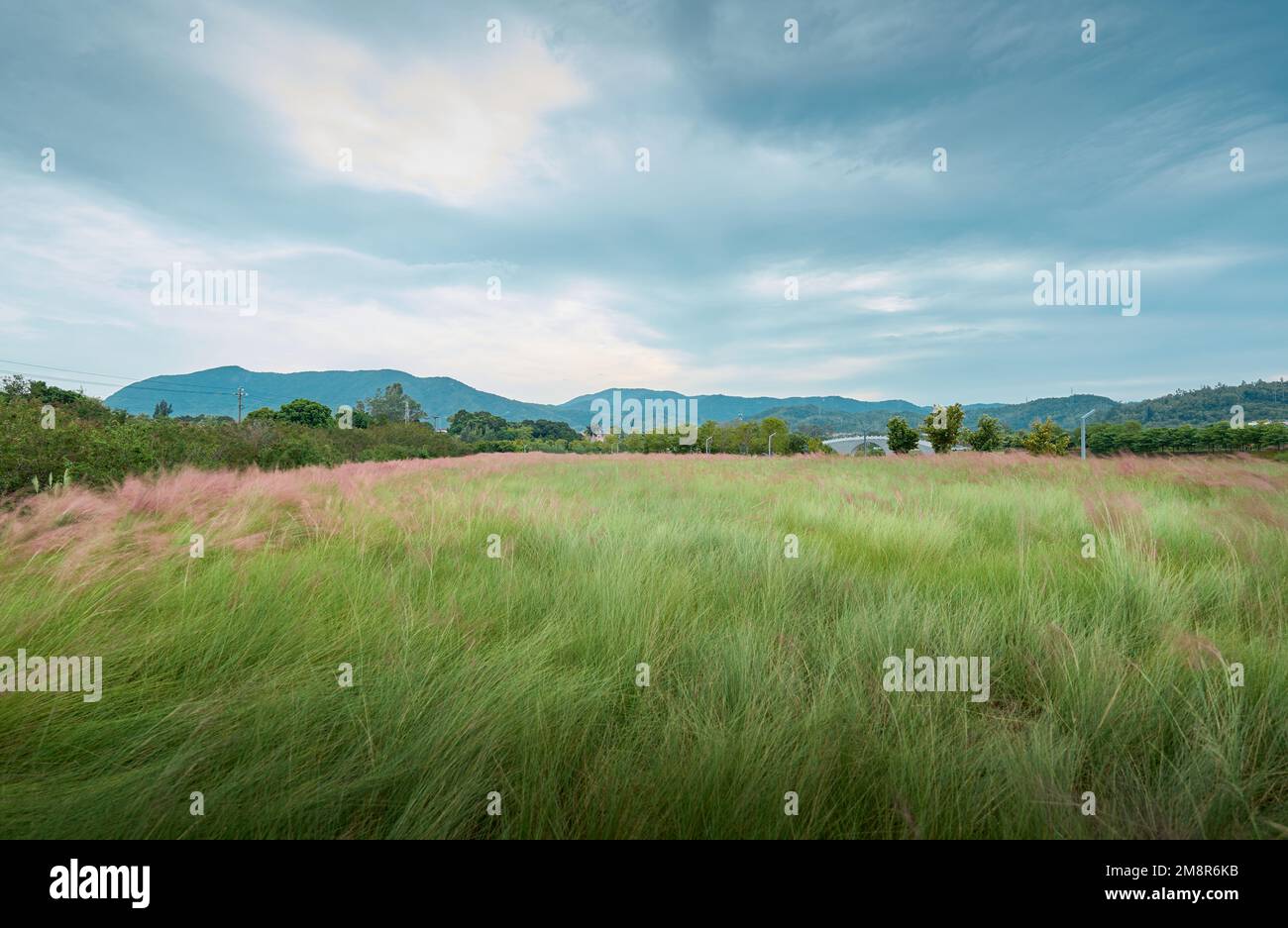 Un primo piano di hairawn muhly che cresce nel campo Foto Stock
