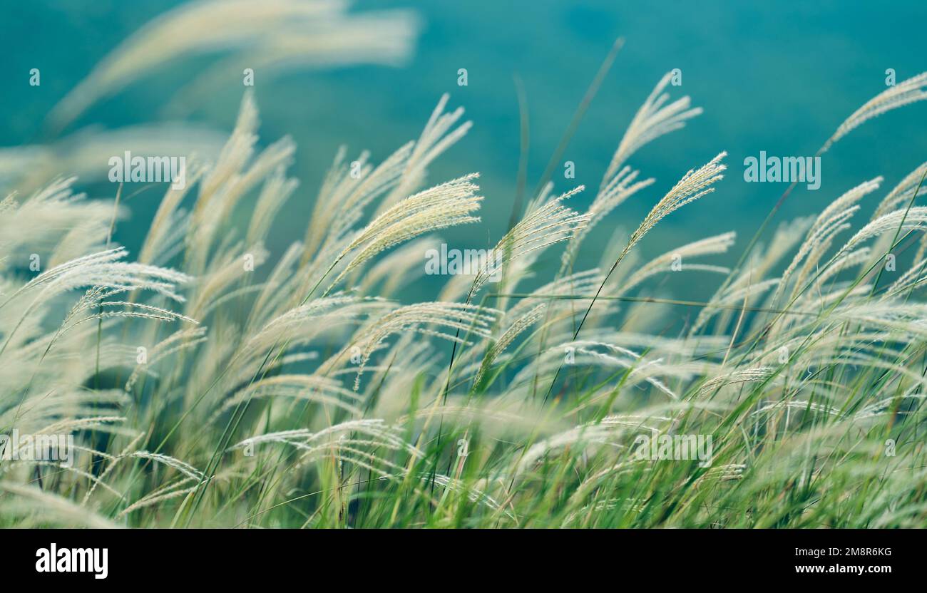 Un primo piano di hairawn muhly che cresce nel campo Foto Stock