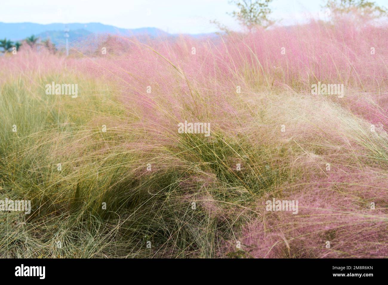 Un primo piano di hairawn muhly che cresce nel campo Foto Stock
