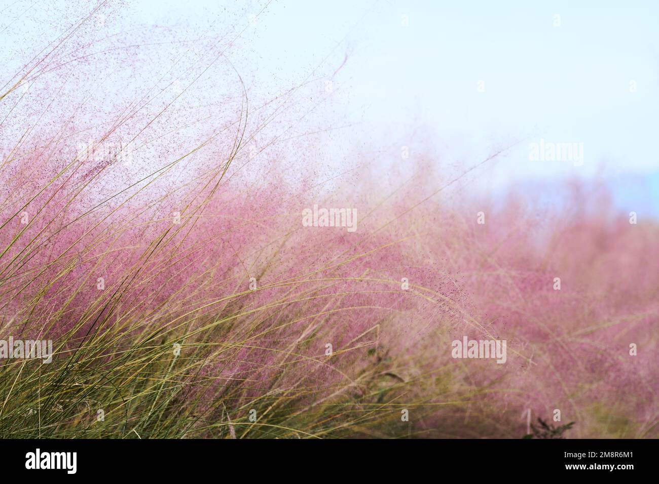 Un primo piano di hairawn muhly che cresce nel campo Foto Stock