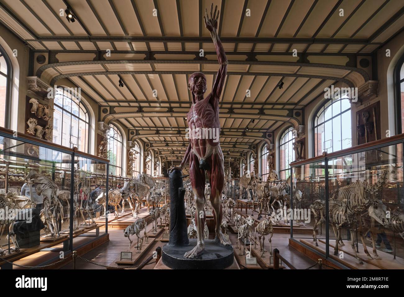 Parigi, Francia - Maggio, 2022: Museo di Storia Naturale di Parigi fossili e scheletri della Galleria Paleontologica e Anatomia comparativa Foto Stock
