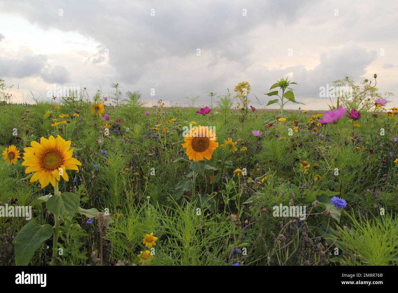 una splendida verga con una varietà di fiori selvatici colorati ed erbe e girasoli gialli nella campagna olandese in estate Foto Stock