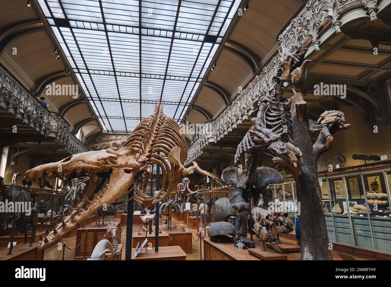 Parigi, Francia - Maggio, 2022: Museo di Storia Naturale di Parigi fossili e scheletri della Galleria Paleontologica e Anatomia comparativa Foto Stock