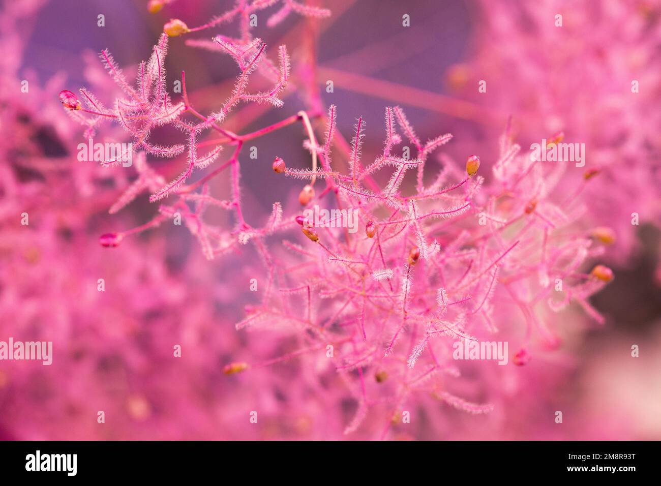 Incredibili fiori rosa insoliti in luce solare dolce Flare. Colori rosa tenue viola Foto Stock