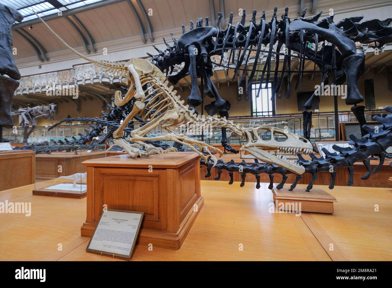 Parigi, Francia - Maggio, 2022: Museo di Storia Naturale di Parigi fossili e scheletri della Galleria Paleontologica e Anatomia comparativa Foto Stock