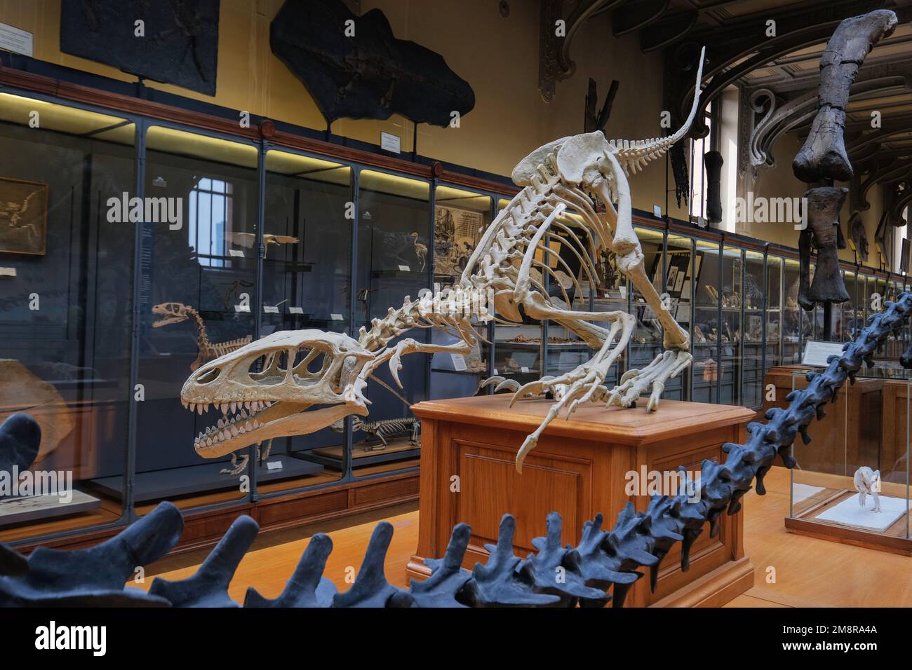 Parigi, Francia - Maggio, 2022: Museo di Storia Naturale di Parigi fossili e scheletri della Galleria Paleontologica e Anatomia comparativa Foto Stock