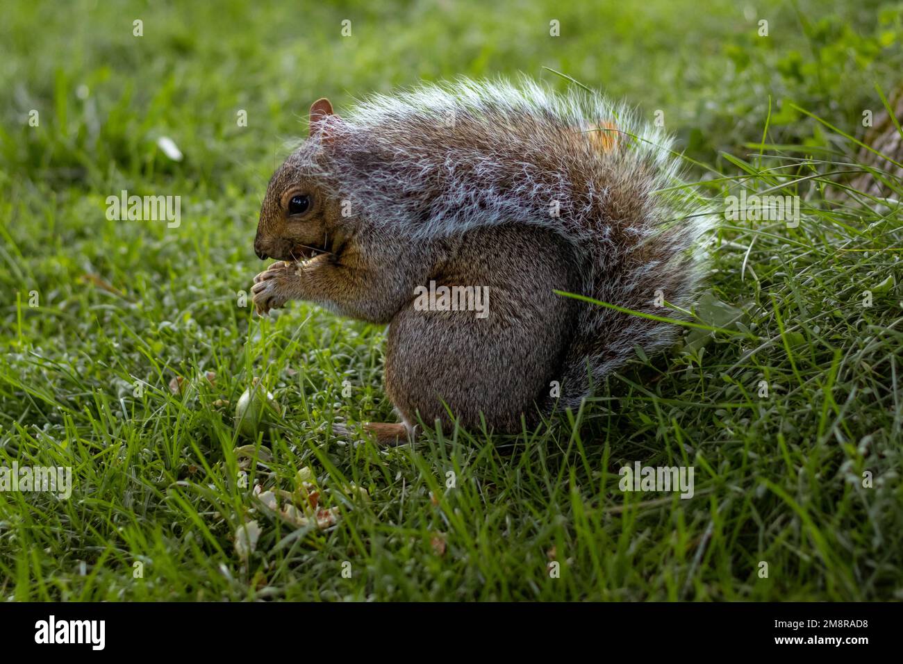 Un primo piano di uno scoiattolo grigio nell'erba in un parco Foto Stock