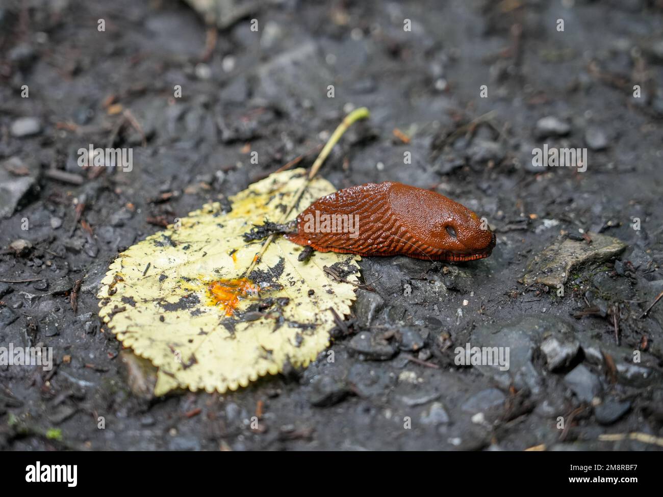 Un slug su una foglia gialla su uno sfondo scuro. Foto Stock