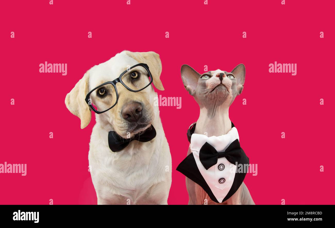 Banner due animali domestici cane e gatto che festeggia il giorno di San Valentino o anniversario indossando un tuxedo e una cravatta ad arco. Isolato su sfondo magenta Foto Stock