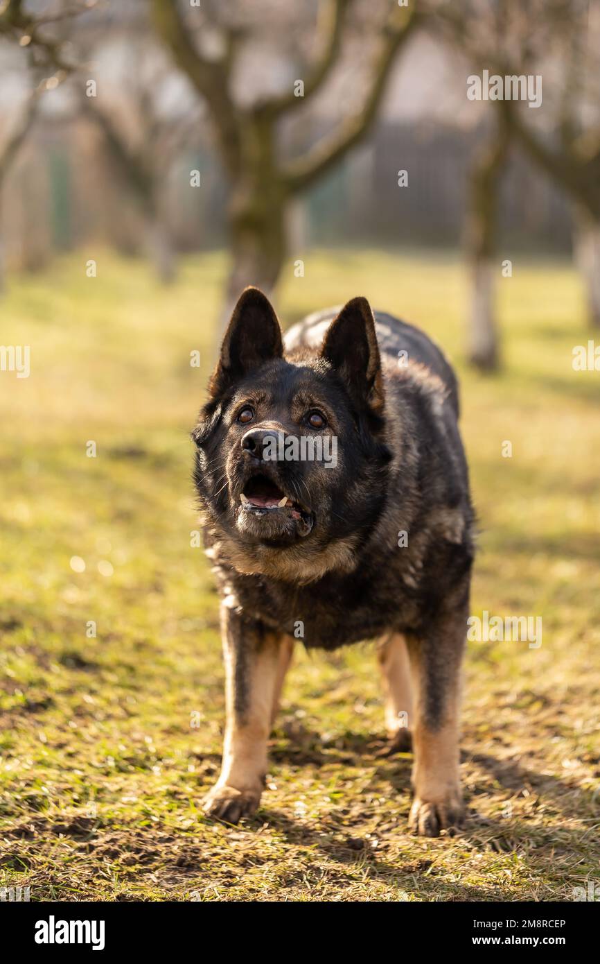 Un'immagine di un cane di razza Kai Ken marrone in piedi. Foto Stock