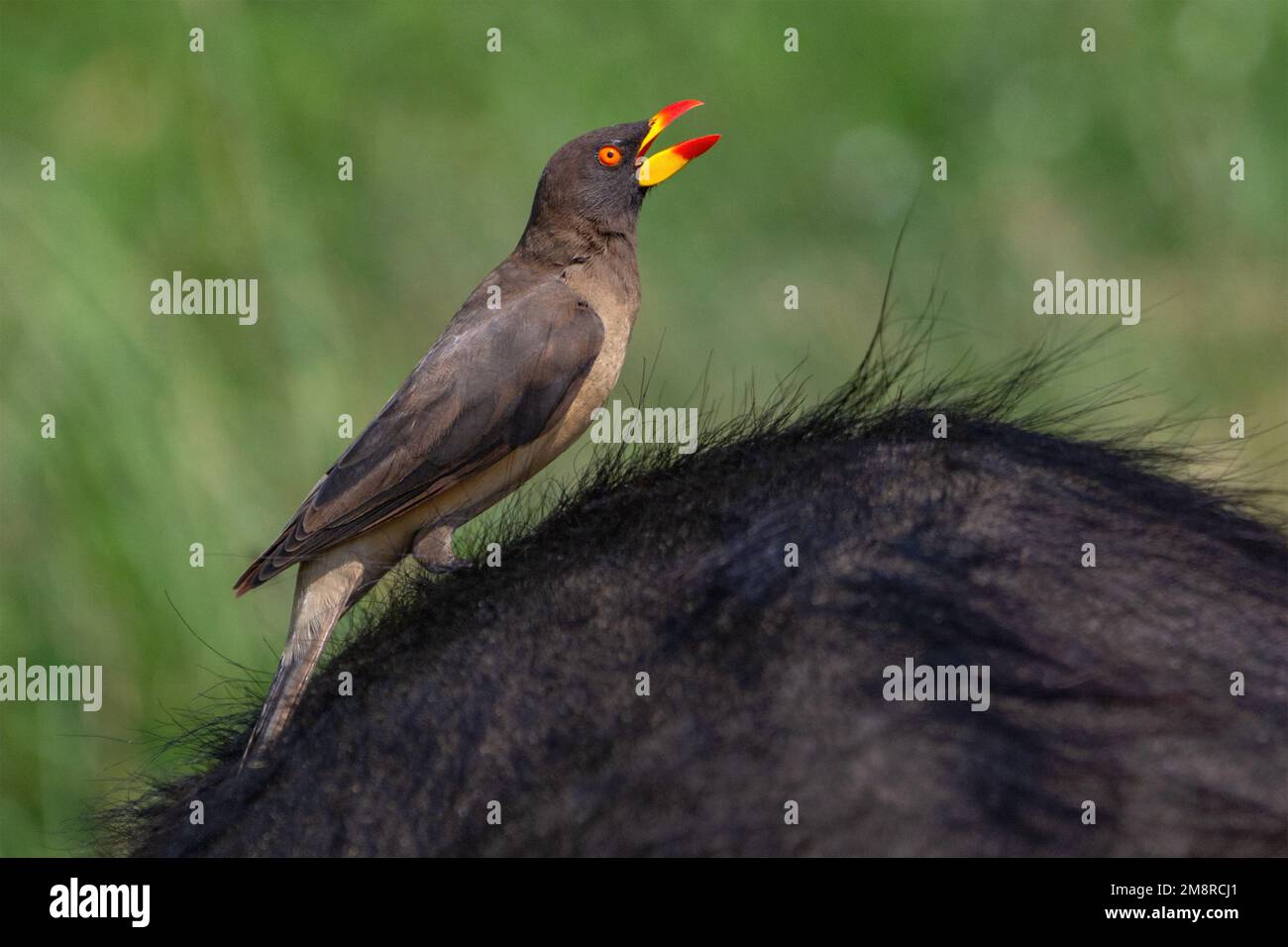 Oxpecker con fattura gialla seduto sul retro di un Cape Buffalo. Foto Stock