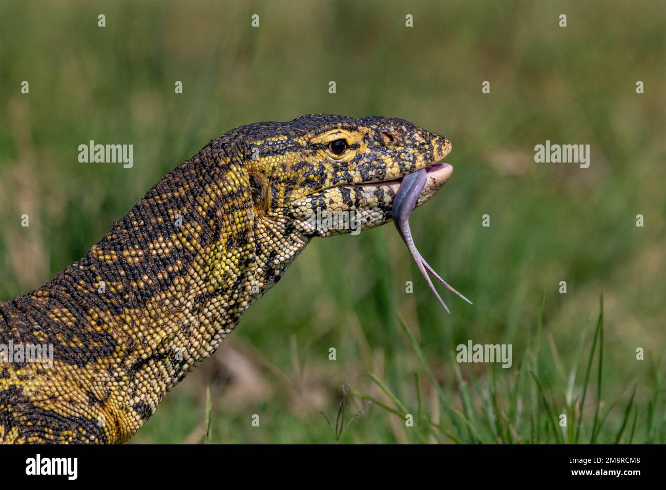 Un lato sull'immagine della testa di un monitor Lizard con la linguetta rivolta verso l'esterno. Immagine scattata in Uganda, Africa orientale. Foto Stock