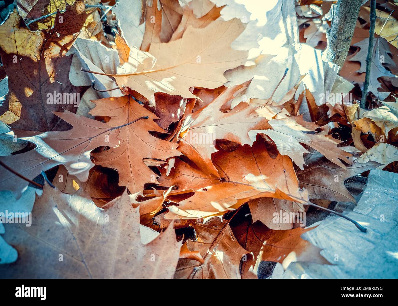 Foglie di quercia marrone caduto con macchie bianche di sole splendente primo piano. Lotto di foglie di quercia marrone secco si trova sul terreno in autunno giorno di sole. Sfondo naturale. Foresta bosco natura autunno sfondo stagionale Foto Stock