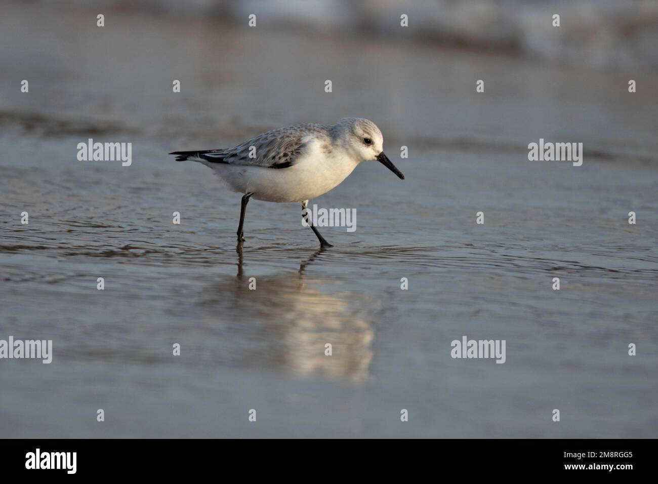Un uccello di guado di sanderling che caccia per i vermi su una spiaggia di Norfolk nel gennaio 2023 Foto Stock