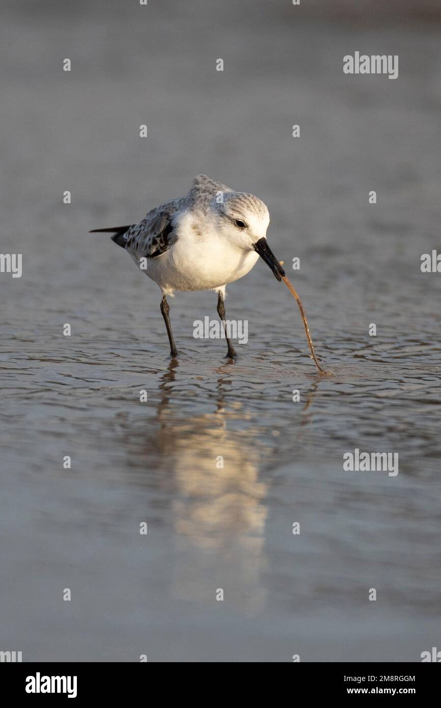 Una caccia al sanderling per i vermi da spiaggia sulla spiaggia di Waxham in Inghilterra Norfolk nel gennaio 2023 Foto Stock