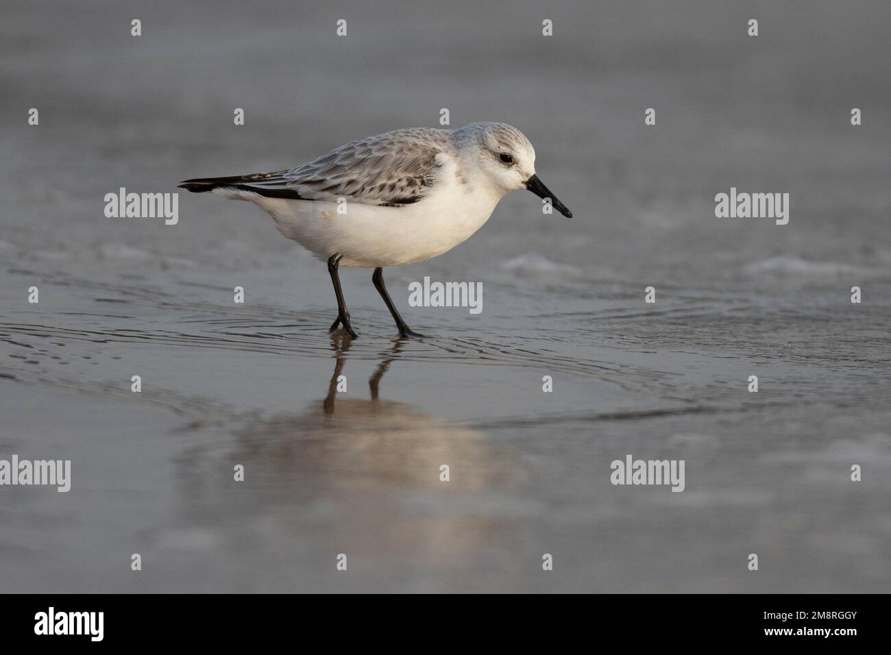 Un uccello di guado di sanderling che caccia per i vermi su una spiaggia di Norfolk nel gennaio 2023 Foto Stock