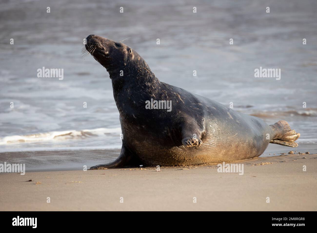 Una foca grigia atlantica maschile alla ricerca di un compagno sulla spiaggia di Waxham a Norfolk, gennaio 2023 Foto Stock