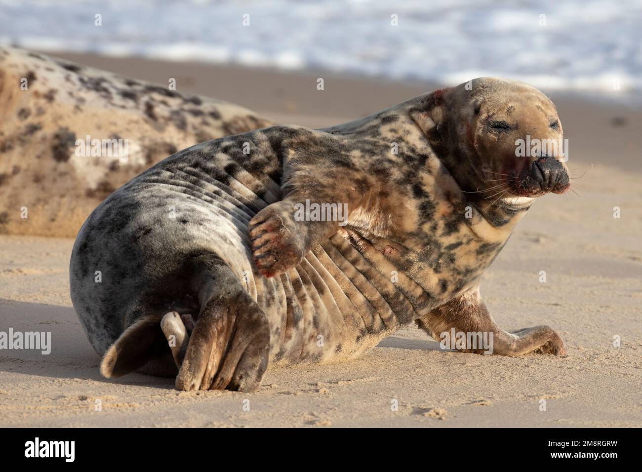 Una femmina adulta di foca grigia atlantica che si adora sulla spiaggia di Waxham a Norfolk, gennaio 2023 Foto Stock