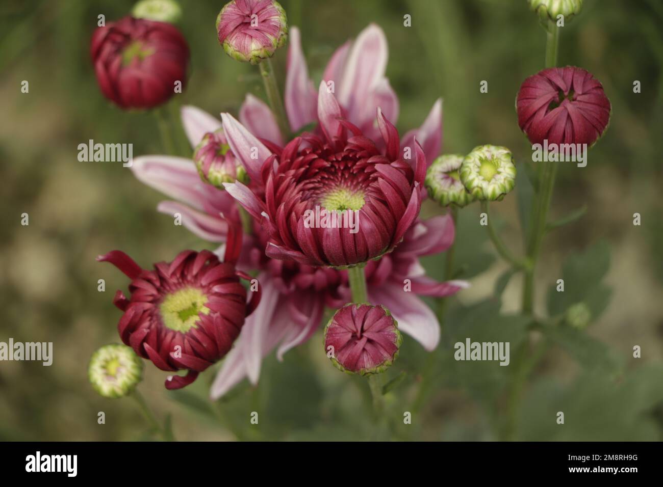 Una foto ravvicinata di un mazzo di fiori di crisantemo rosa scuro con centri gialli e punte bianche sui loro petali Foto Stock