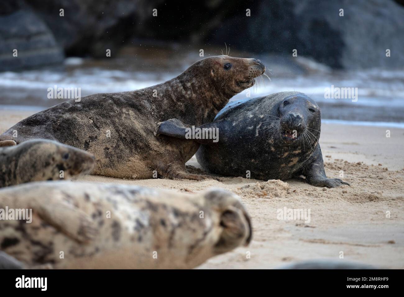Una foca grigia atlantica maschile alla ricerca di una femmina con cui accoppiarsi sulla spiaggia di Waxham a Norfolk Gennaio 2023 Foto Stock