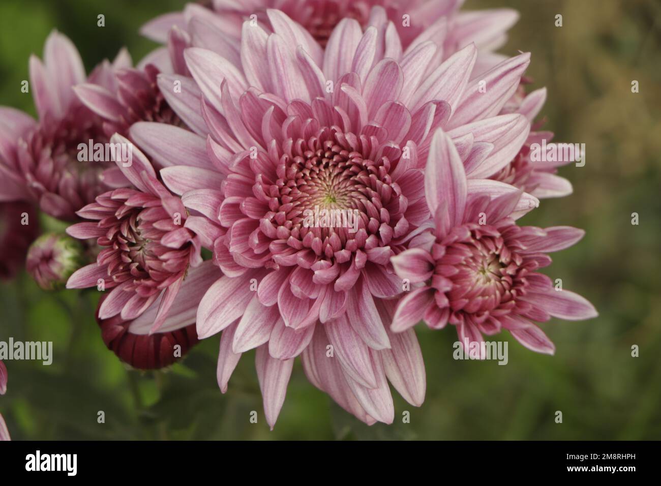 Un vicino la foto di un mazzetto di rosa scuro fiori di crisantemo con centri di colore giallo e bianco suggerimenti su i loro petali. Foto Stock