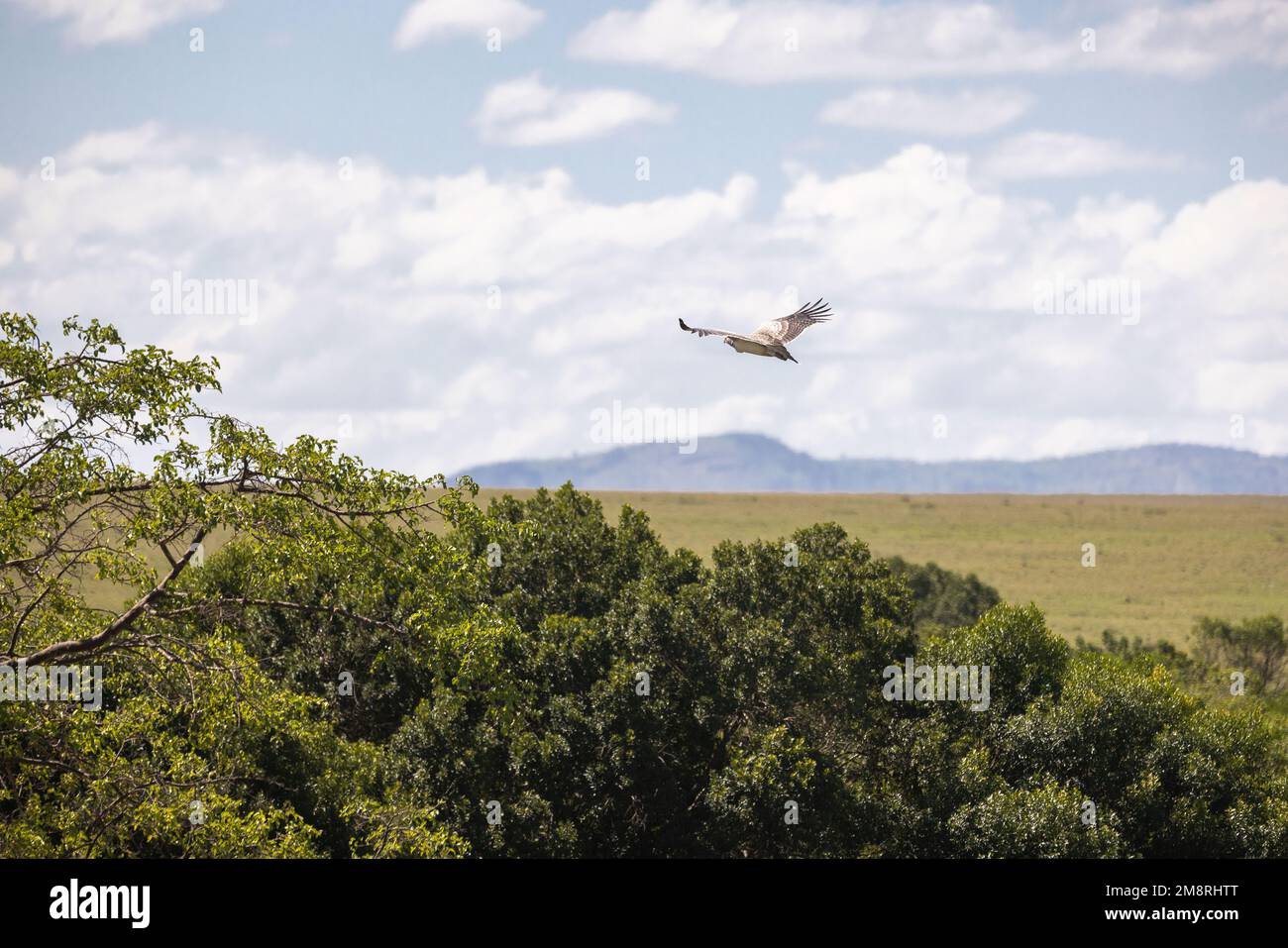 Un uccello africano prende il volo Foto Stock