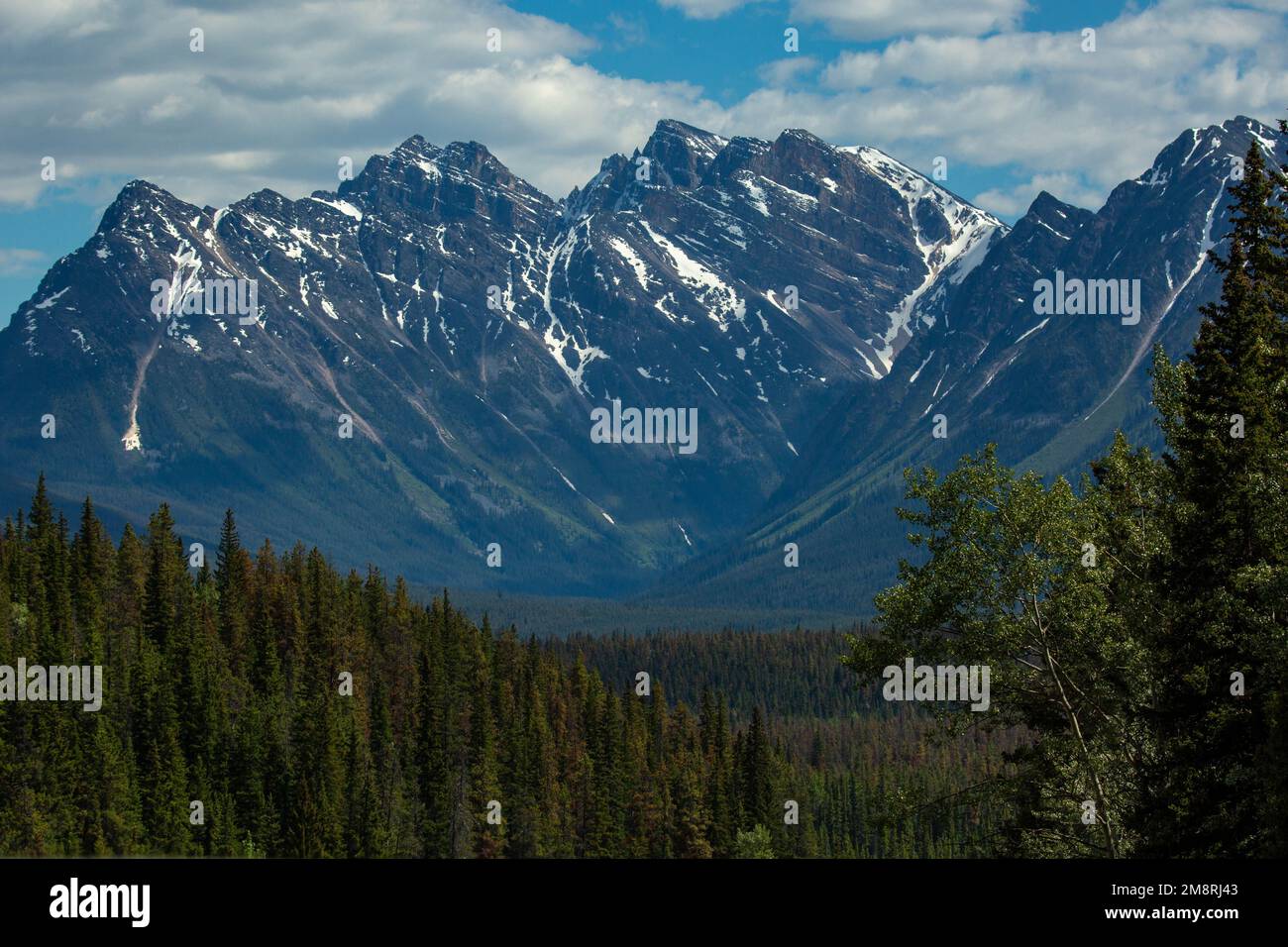 Alberi alti e montagne innevate paesaggio a Banff, British Columbia, Canada Foto Stock