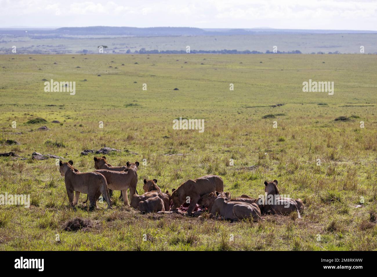 I Lions festeggiano su un cadavere più selvino Foto Stock