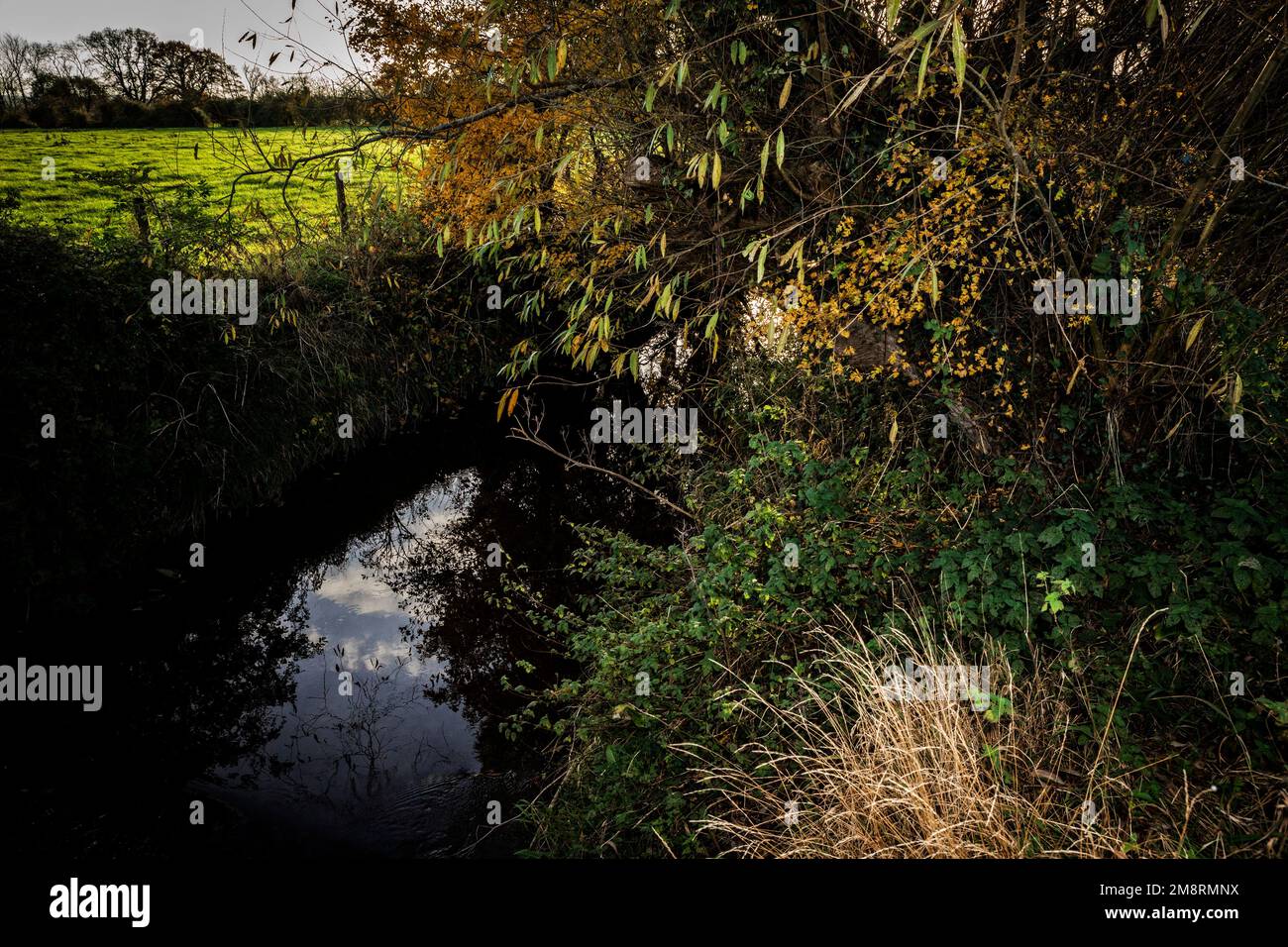 Somerset hedgerow Foto Stock