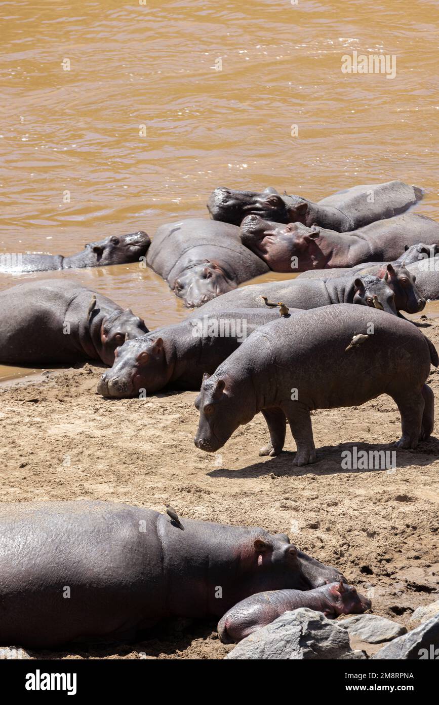 Gli ippopotami e i loro bambini riposano nel fiume Foto Stock