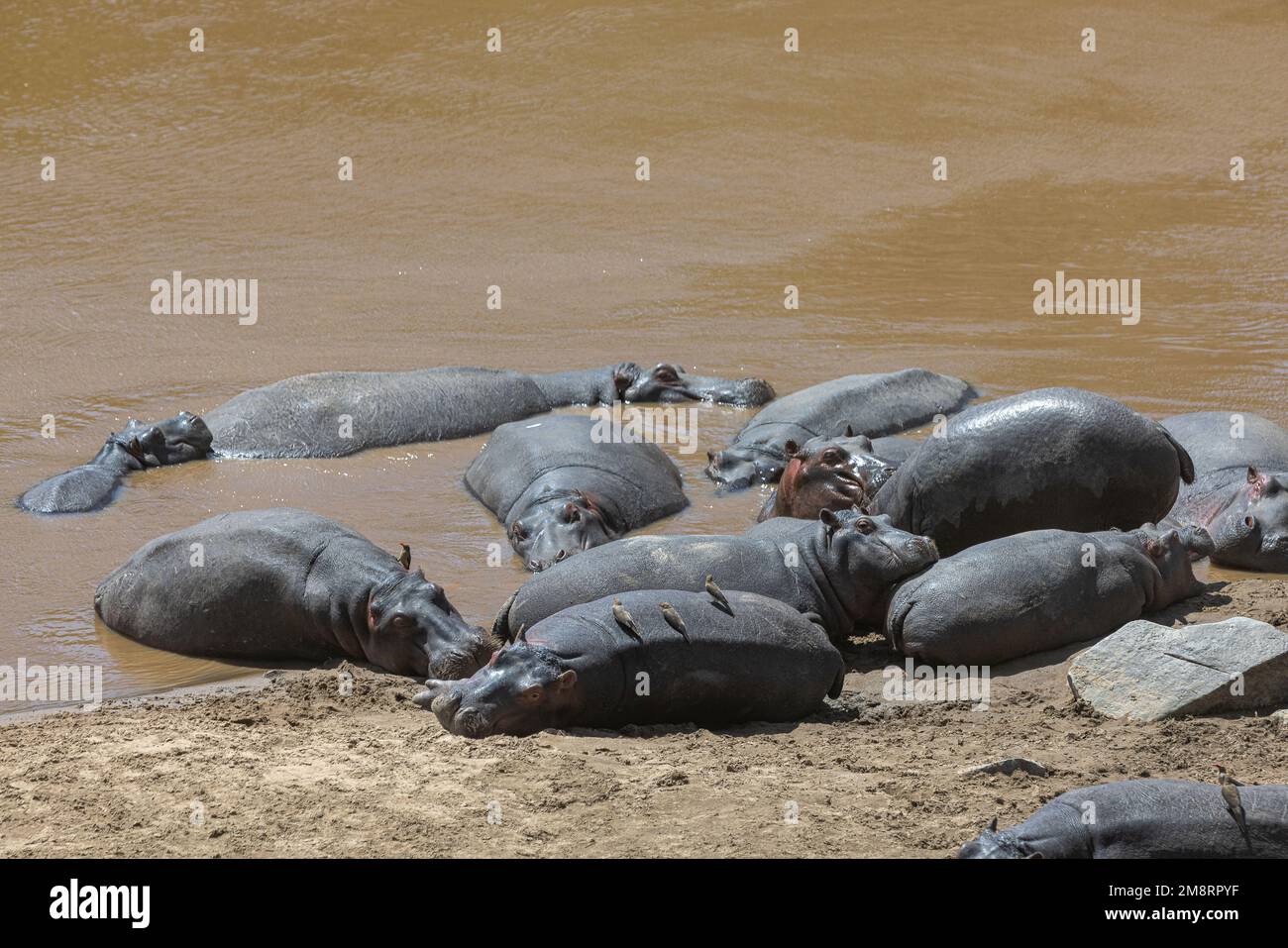 Gli ippopotami e i loro bambini riposano nel fiume Foto Stock