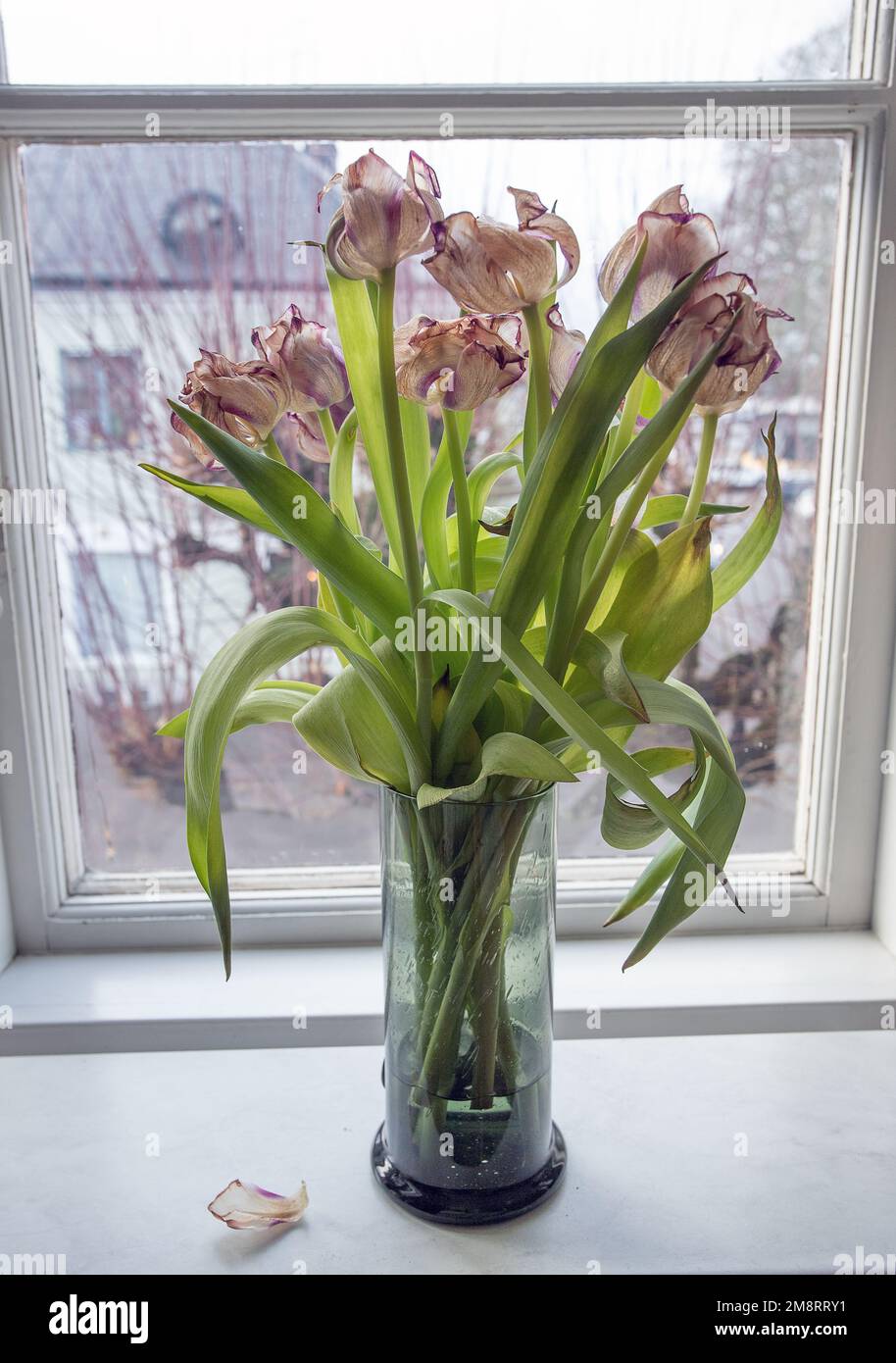 Tulipani sbiaditi e morenti. Tulipani bianchi e rosa sbiaditi nella finestra Foto Stock