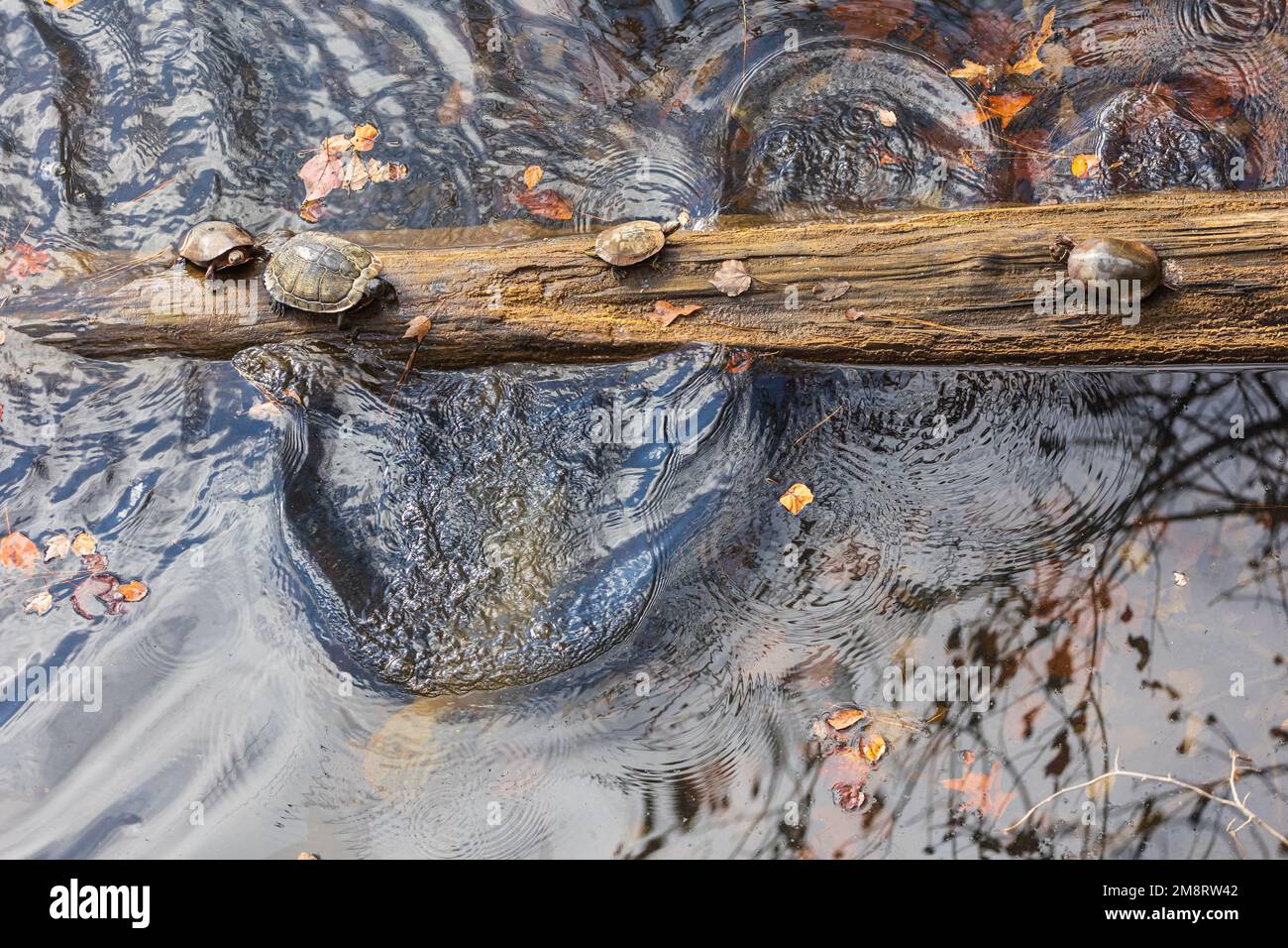 Un gruppo di tartarughe acquatiche si crogiolano e si tuffano da un tronco parzialmente sommerso in un tranquillo lago della Georgia settentrionale. Foto Stock