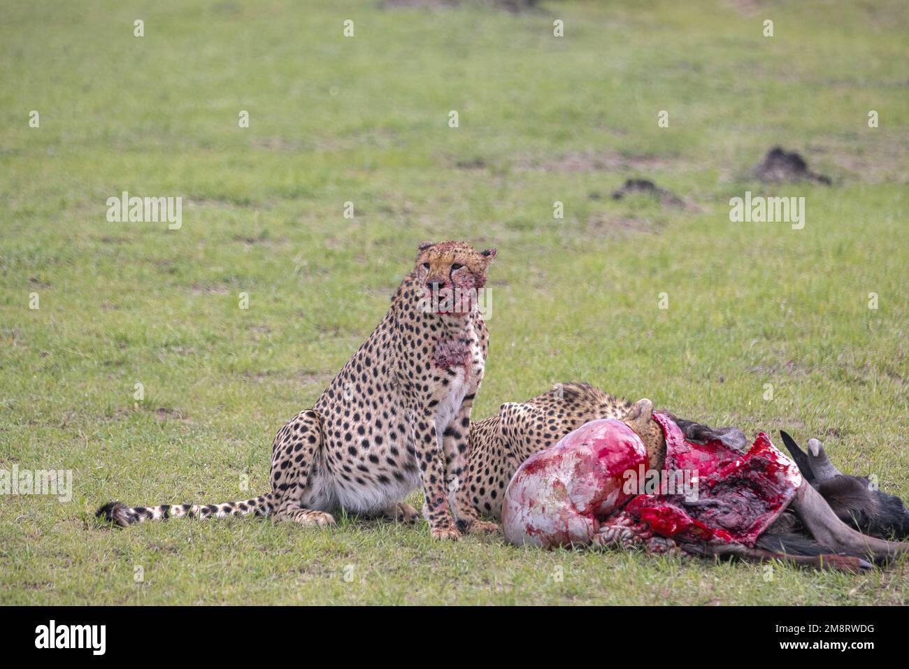 I ghepardi mangiano la loro uccisione mentre i visitatori del safari osservano Foto Stock