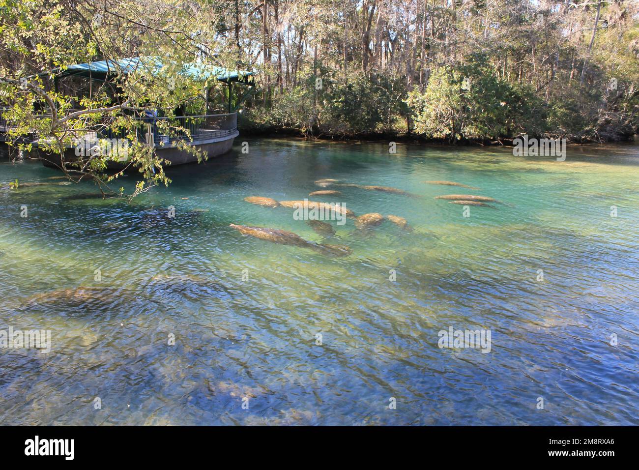 Homosassa Springs e i lamantini Foto Stock