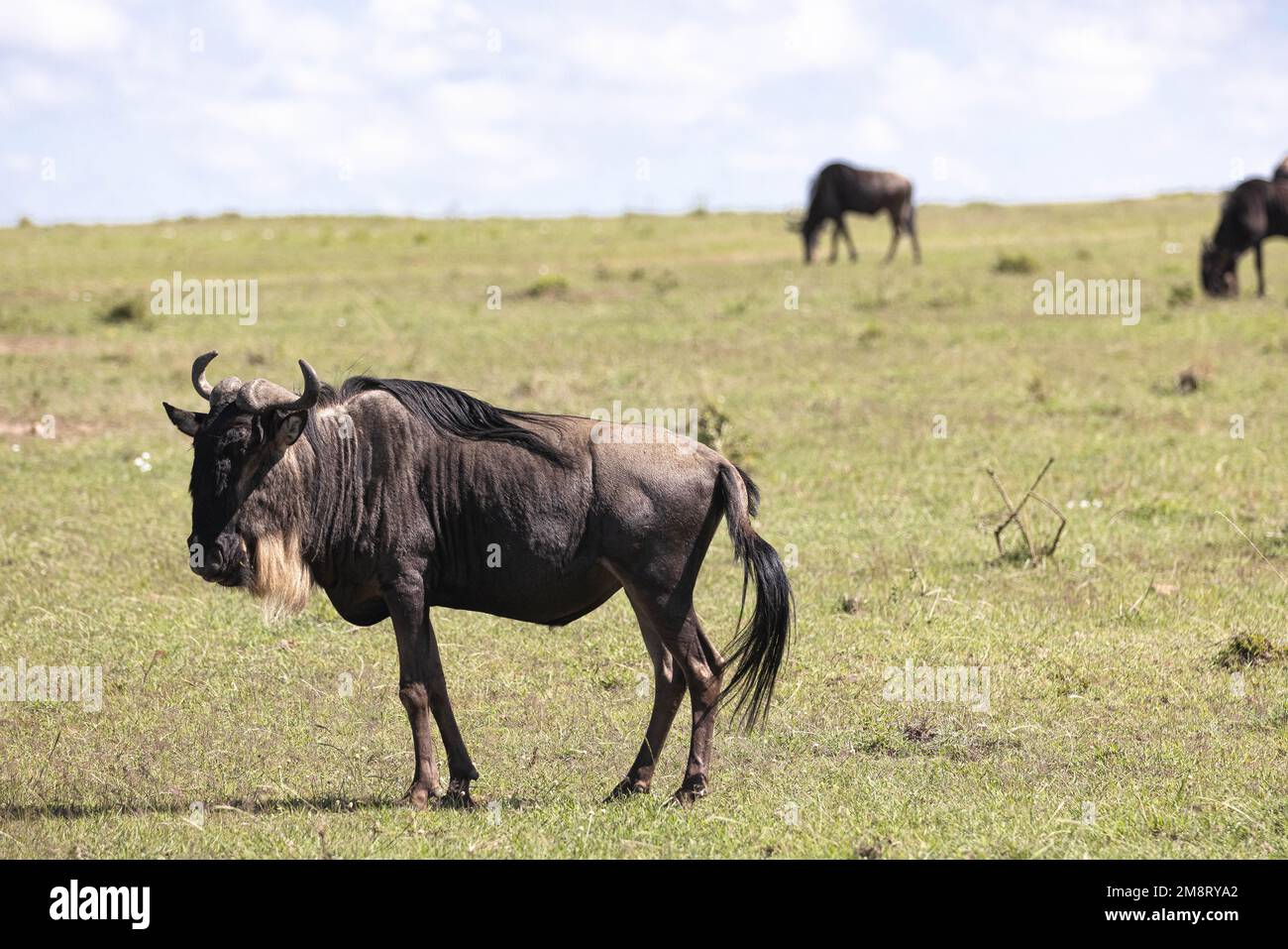 Bufalo d'acqua si trova nelle pianure del Masai Mara Foto Stock Bufalo d'acqua si trova nelle pianure del Masai Mara Foto Stock