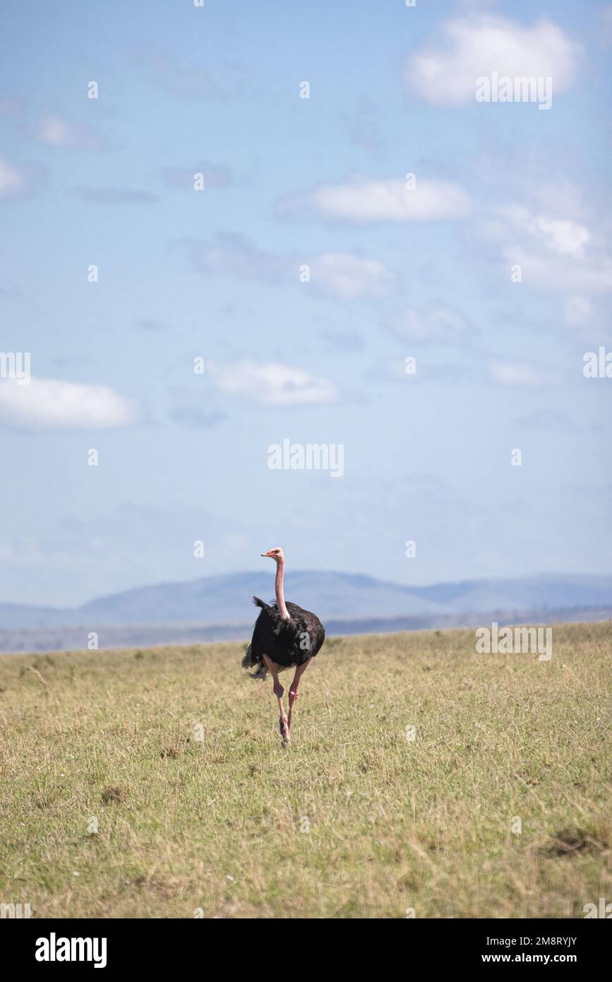 Uno struzzo sorge sulle pianure del Masai Mara Foto Stock