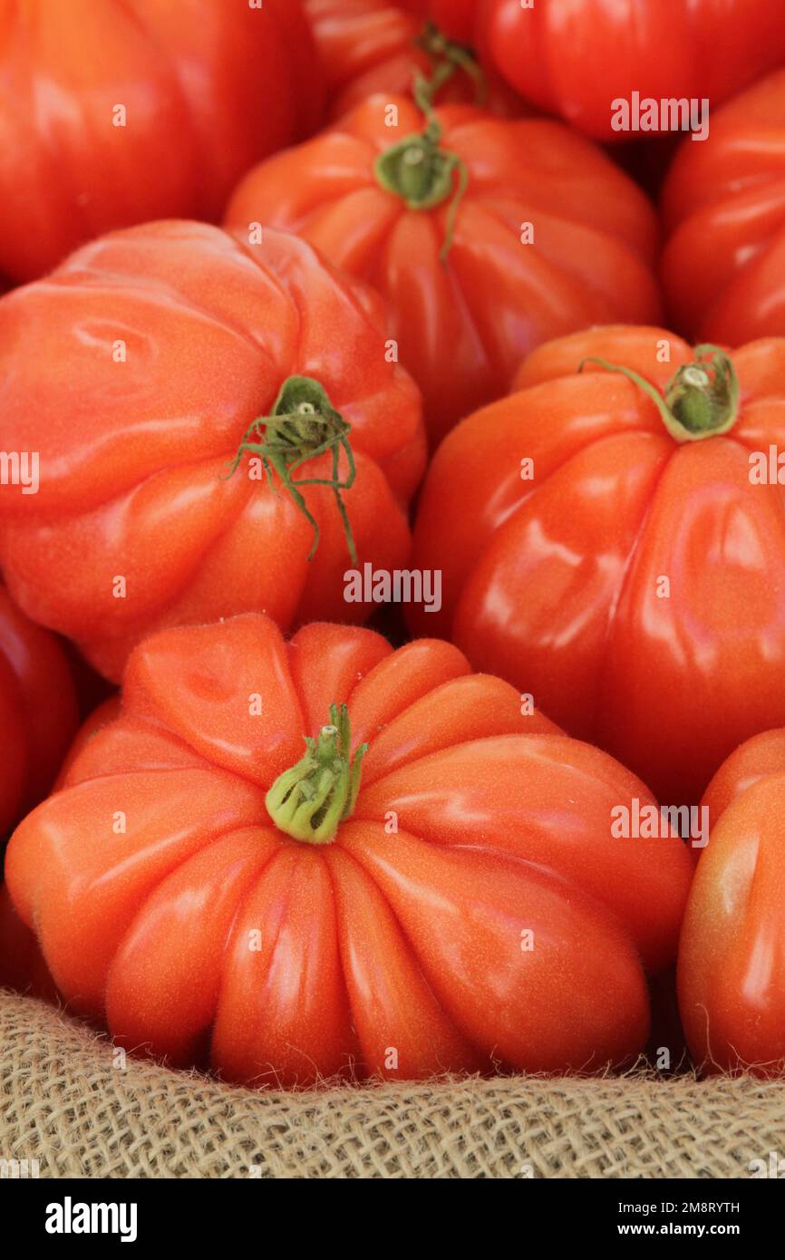 Coeur de boeuf. Tomates. Francia. Europa. / Cuore di manzo. Pomodori. Francia. Europa. Foto Stock