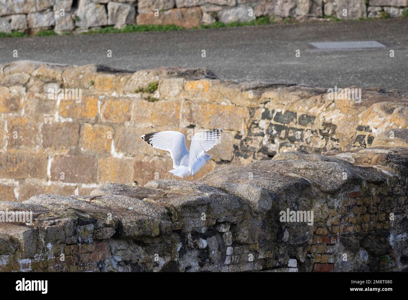 Gabbiano aringa gabbiano che alza le ali appollaiate su un muro Foto Stock