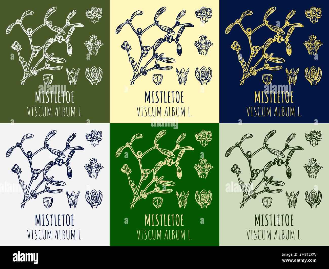 Set di disegni MISTLETOE in diversi colori. Illustrazione disegnata a mano. Nome latino VISCUM ALBUM L. Foto Stock