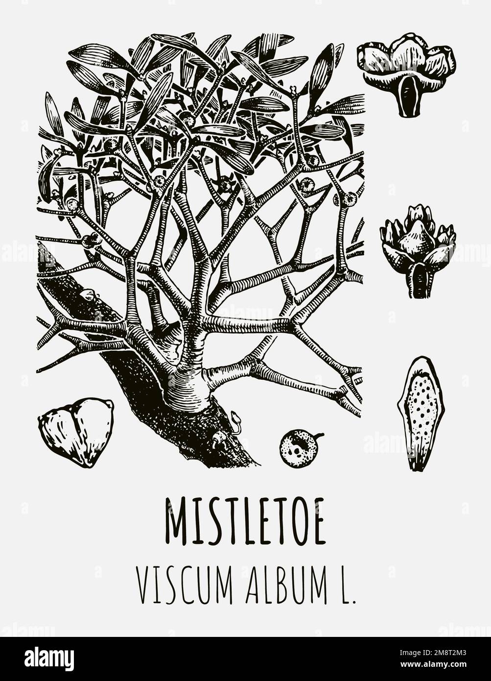 Disegni di MISTLETOE. Illustrazione disegnata a mano. Nome latino VISCUM ALBUM L. Foto Stock