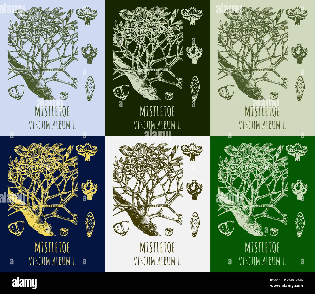 Set di disegni MISTLETOE in diversi colori. Illustrazione disegnata a mano. Nome latino VISCUM ALBUM L. Foto Stock