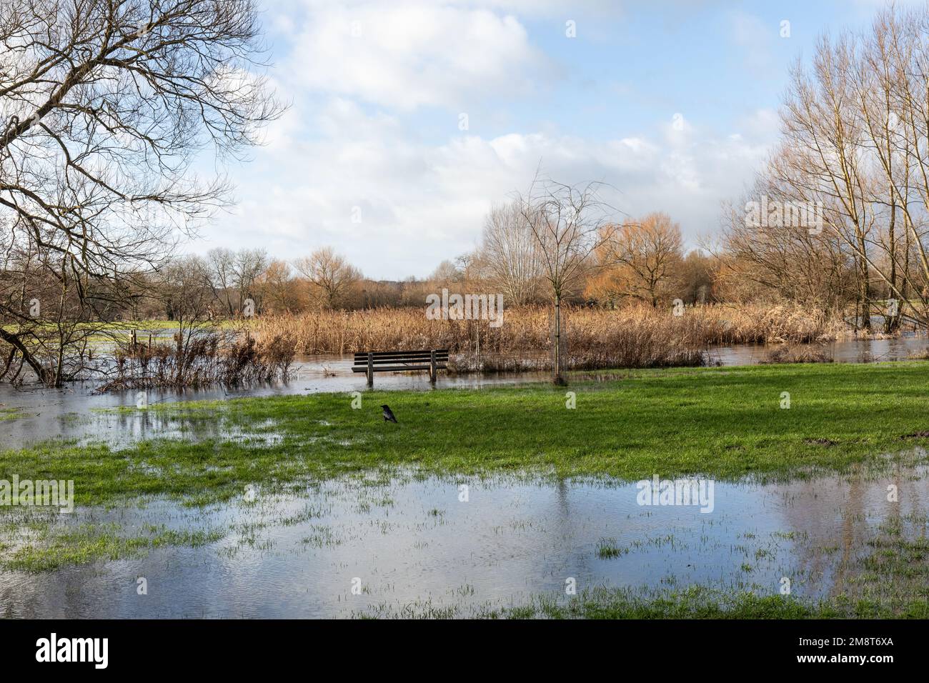 Fiume gonfio Avon a Salisbury, Wiltshire, Inghilterra, Regno Unito causando inondazioni dopo forti precipitazioni. Gennaio 2023 inondazioni Foto Stock