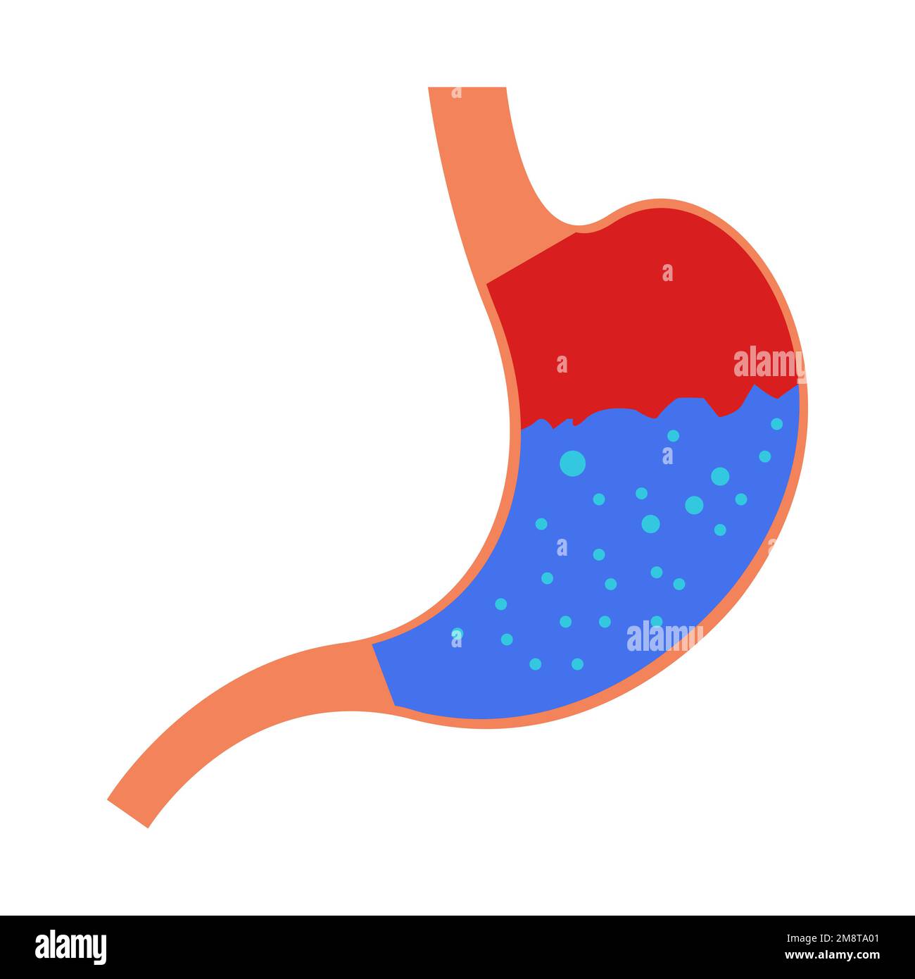 Un vettore dell'icona dello stomaco umano con liquido in esso isolato sullo sfondo bianco vuoto Illustrazione Vettoriale