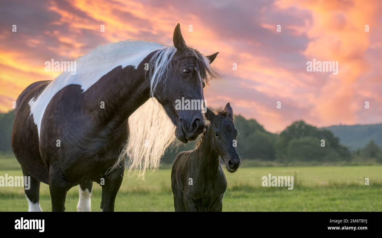 Cavallo madre con coccole nemiche. Il mare si rivolge al suo bambino carino, un giorno. Cavallo Warmblood di tipo barocco, Barock pinto, al tramonto, Germania Foto Stock